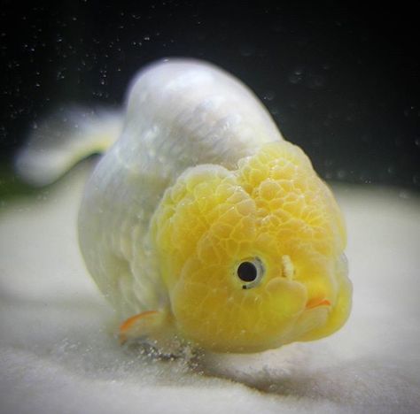 Love these lion head fish just look at his face Lion Head Goldfish, Apartment Aquarium, Ranchu Fish, Goldfish Types, Bubble Fish, Fancy Goldfish, Shark Pictures, Fish Head, Betta Fish Tank