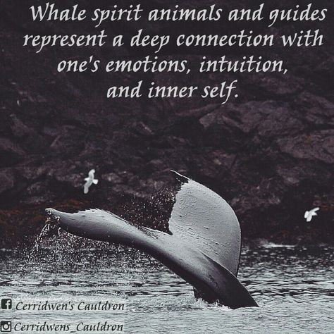 Whale Spirit Animals Orca Whale Spiritual Meaning, Orca Spirit Animal Meaning, Whale Spirit Animal Meaning, Whale Spirit Animal, Whale Meaning, Spirit Animal Meaning, Totem Animals, Animal Meanings, Feminine Spirituality