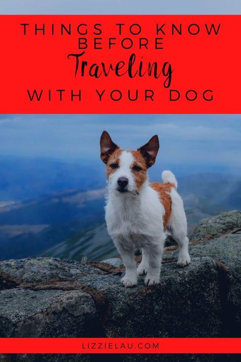 We love taking our pets with us any place we go, and with more pet-accommodating organizations and facilities, traveling with a dog is simpler than ever.  #travel via @lizzielautravels Dogs Traveling, Baby Animals Wallpaper, Dog Bucket List, Pet Activities, Traveling With Pets, Pet Travel Bag, Colorful Hairstyles, Dog Things, Dog Camping