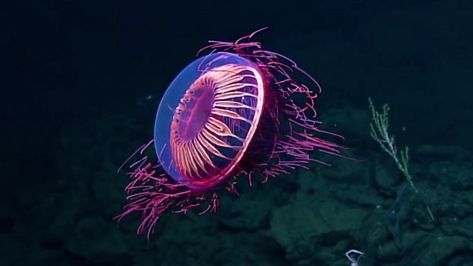 Jellyfish Species, Glaucus Atlanticus, Bizarre Animals, Princess Jellyfish, Black Chickens, Sea Photography, Rare Animals, Colorful Animals, Sea Fish