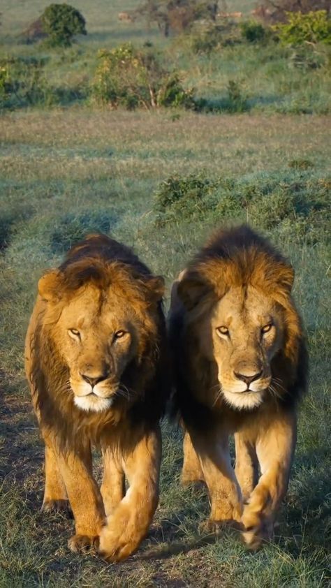 lionsightings on Instagram: Great recent footage of the two FigTree boys; Osupaat & Nyekundo “ sons of Kaka & Maridadi “ . A Fierce, successful and dominant males of… Paint 2024, 2 Lions, African Wildlife Photography, Motorcycle Art Painting, Two Lions, Asiatic Lion, Two Animals, Masai Mara Kenya, Safari Photography