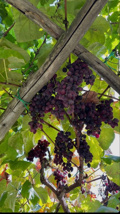 Black Grapes Aesthetic, Red Grapes Aesthetic, Grape Juice Aesthetic, Purple Grapes Aesthetic, Fruit Tree Aesthetic, Grape Aesthetic, Grapes Aesthetic, Fruits Aesthetic, Grape Tree