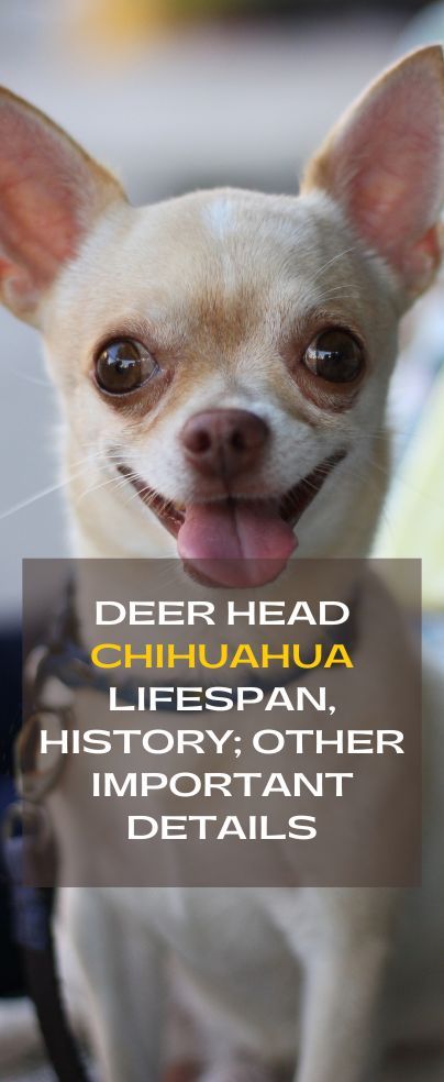 Chihuahua Puppy Training, Deer Chihuahua, Deer Head Chihuahua, Types Of Chihuahua, Chihuahua Drawing, Apple Head Chihuahua, Chihuahua Facts, Chihuahua Training, Dog Organization