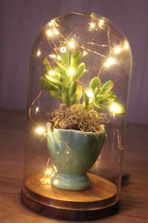 Soiree Ideas, Succulents In Glass, Plant In Glass, Plant Goals, Succulent Centerpieces, Succulent Art, Artificial Succulents, 90th Birthday, Floral Display