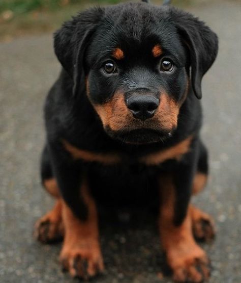 Rotweiler Pup Aesthetic, Baby Rottweiler, Rottweiler Pictures, Dogs Tattoo, Rottweiler Breed, Wallpaper Dog, Tattoo Dog, Rottweiler Love, Aesthetic Dog