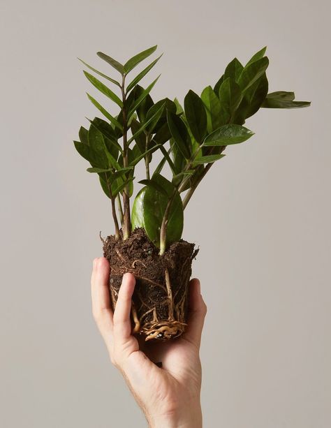 With thick, waxy leaves, a sturdy 4-inch ZZ Plant is $11 at The Sill. Zz Plant, Hanging Plants Indoor, Air Purifying Plants, House Plants Indoor, Plant Mom, Gardening For Beginners, Hanging Plants, Plant Life, Indoor Garden