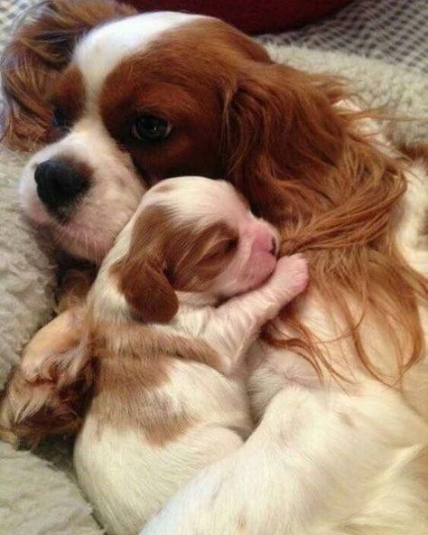 15 Things All Cavalier King Charles Spaniel Owners Must Never Forget - The Paws Cavalier King Spaniel, King Spaniel, Cavalier Puppy, Cavalier King Charles Dog, Cele Mai Drăguțe Animale, King Charles Dog, Adorable Creatures, King Charles Cavalier Spaniel Puppy, Psy I Szczenięta