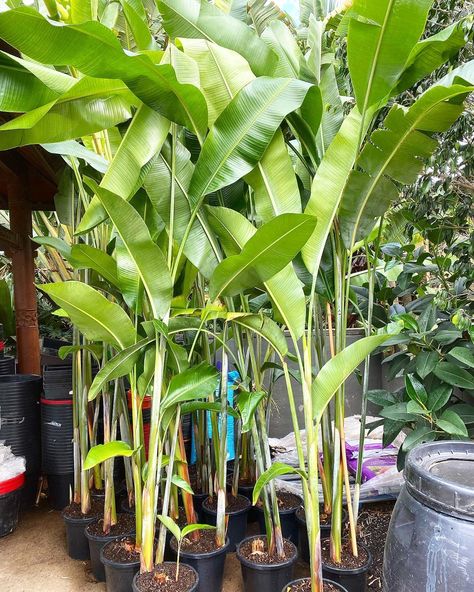 BambooSouthCoast on Instagram: “Heliconia Hot Rio Nights ready to be grounded!  #heliconia #leafygreens #lushfoliage #foliage #leafy #tropical #tropicalplants…” Leafy Greens, Tropical Plants, Lush, Plants, On Instagram, Instagram