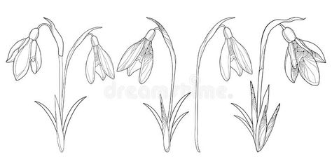 Snowdrop Outline, Scissors Drawing, Snowdrop Flower, Flower Outline, Flowers And Leaves, Royalty Free Photos, Tattoo Art, Drawing Reference, Art Tattoo