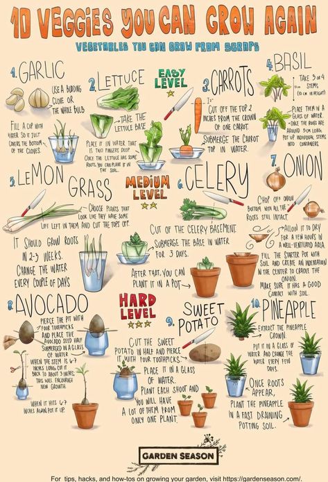 Inside Gardening, Starter Garden, Indoor Vegetables, Jardim Diy, Plant Journal, Homestead Gardens, Vegetable Garden Diy, Indoor Vegetable Gardening, Growing Veggies