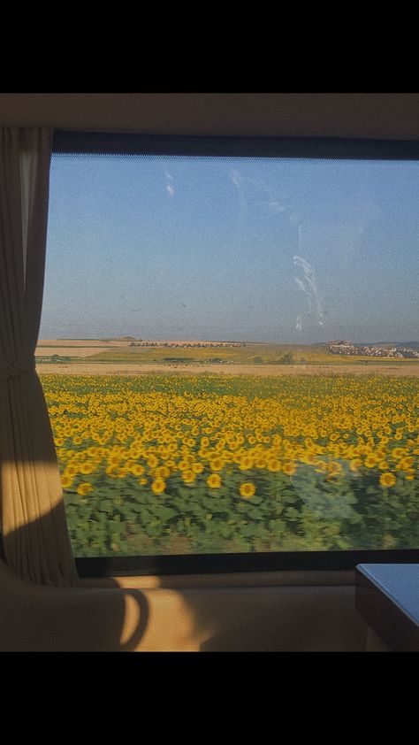 Aesthetic Field Pictures, Aesthetic Sunflower Pictures, Window View Nature, Girasoles Aesthetic, Random Pictures Aesthetic, Sunflower Field Aesthetic, Yellow Flower Aesthetic, Summer Aesthetic Nature, Sunflowers Aesthetic