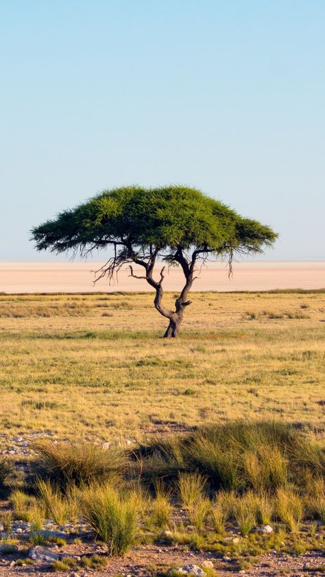 Savannah Background, Savannah Biome, Savannah Grasslands, African Savannah Landscape, Savannah Africa, Colorful Boho Bathroom, Bathroom Ideas Boho, Boho Chic Bathroom Decor, African Grasslands