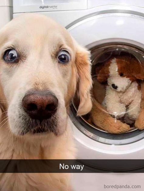 40 Funny And Cute Dog Snapchats That Will Hopefully Make Your Day (New Pics) Sunday Humor, Dog Snapchats, Regnul Animal, Psy I Szczenięta, Super Cute Puppies, Funny Dog Memes, Really Cute Dogs, Cute Dog Pictures