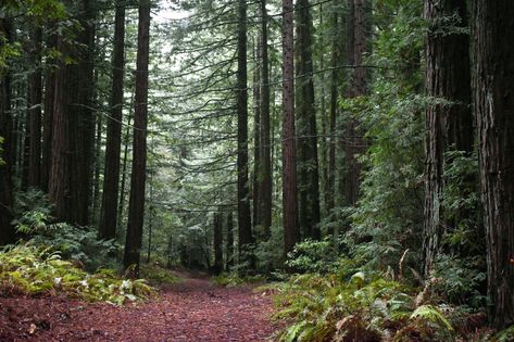 Big Basin, Santa Cruz Mountains, Fall Creek, Redwood Forest, Dream School, Memorial Park, Castle Rock, Big Tree, Mountain Hiking