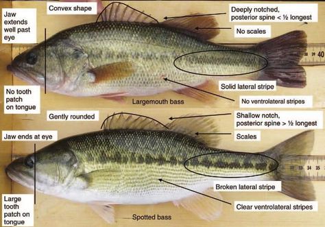 Fishing Knowledge, Pergola Planter, Fish Chart, Fisher Woman, Fish Carving, Largemouth Bass Fishing, Bass Fishing Tips, Fishing Techniques, Fishing Knots