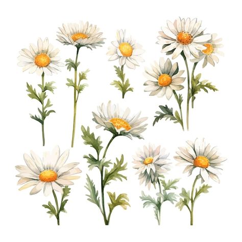 Daisy Flower Drawing, Daisy Watercolor, Watercolor Daisy, Fairy Illustration, Illustration Blume, Flowers Clipart, Daisy Flowers, Business Card Maker, Stationery Templates