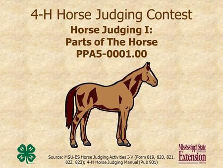 Horse Judging Practice, Horse Judging, Hunt Seat Equitation, Hunter Under Saddle, Project Coordinator, Horse Ownership, 4 H Club, Hunt Seat, Horse Coat Colors