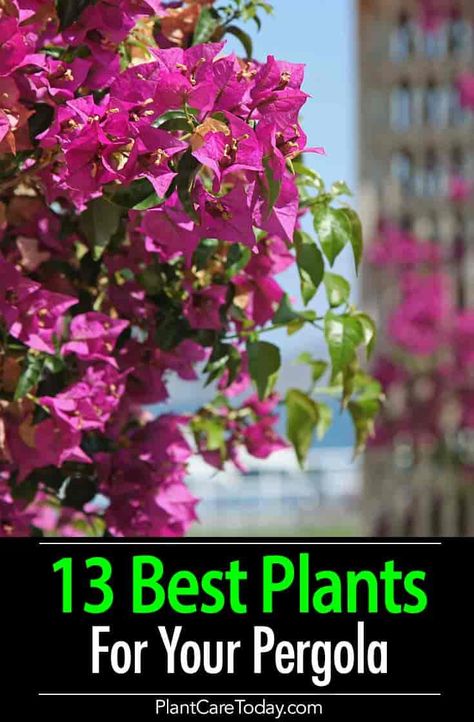 13 Best Plants For Your Pergola Grape Growing, Wine Grape, Growing Vines, Cheap Pergola, Pergola Swing, Pergola Design, Pergola Canopy, Best Plants, Backyard Pergola