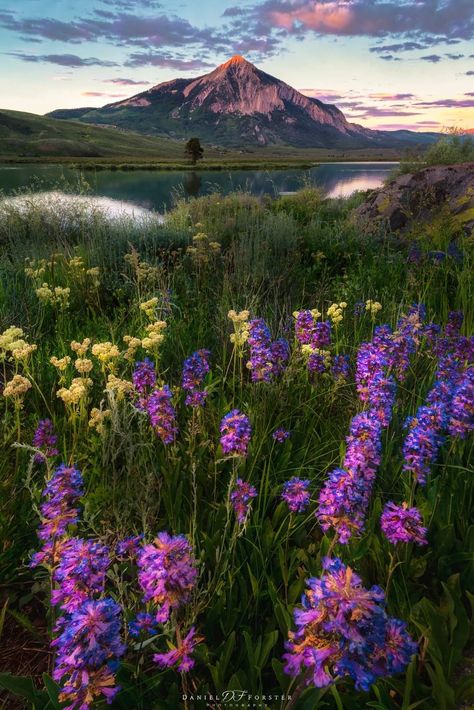 Crested Butte, Colorado. Photographer - Daniel Forster Crested Butte Colorado Wildflowers, Colorado Flowers, Colorado Aesthetic, Colorado Wildflowers, Summer Wildflowers, Road Trip To Colorado, Crested Butte Colorado, Colorado Landscape, Painting Reference