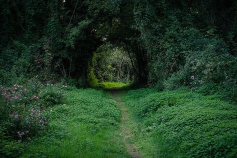 Wood Nymph Aesthetic, Overgrown Ruins, Moody Nature, Enchanted Wood, Baba Yaga, Green Forest, Green Nature, Landscape Trees, Photo On Wood