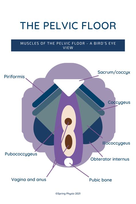 Cross section view of the pelvic floor Pelvic Floor Anatomy, Poster Anatomy, Doula Training, Anatomy Poster, Medical School Studying, Pelvic Floor Muscles, Medical Anatomy, Bird's Eye View, Study Tools