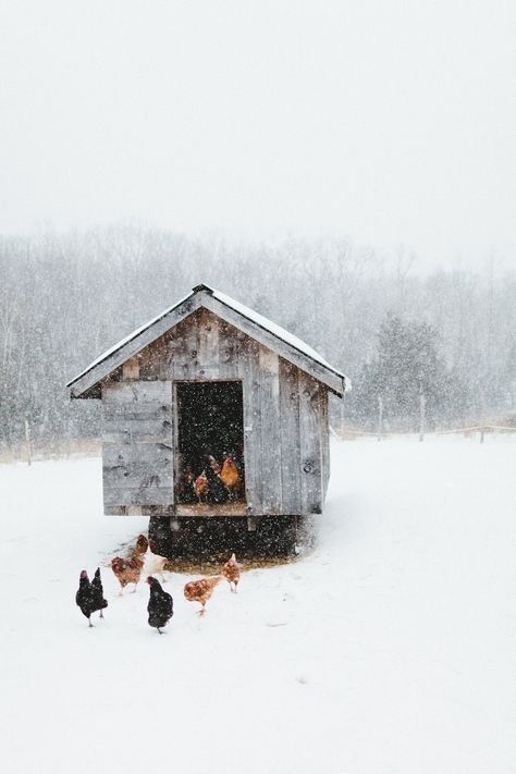 irishmansdaughter Hygge Winter, Future Farms, Farm Lifestyle, Irish Roots, Winter Cabin, Winter Love, Gothic Aesthetic, Chicken Farm, Winter Wonder