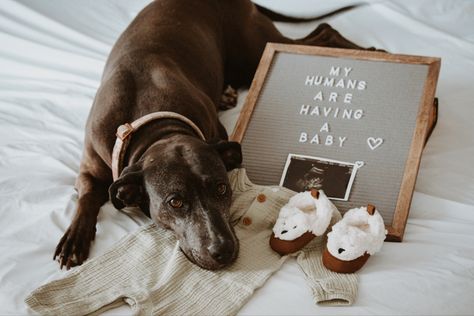 Dog pregnancy announcement idea Pregnancy Announcement Including Dog, Creative Baby Announcement Photoshoot, Pregnancy Announcement January 2025, Baby Announcement Ideas With Dogs, Pregnancy Announcement With Dogs, Work Pregnancy Announcement, Subtle Pregnancy Announcement, Baby Announcement With Dog, Maturity Photoshoot