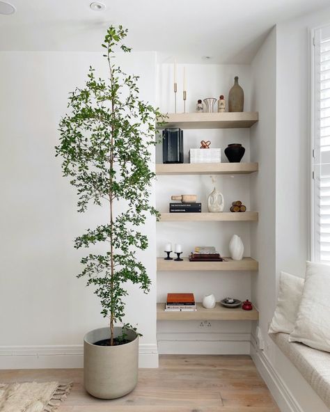 These planters are strong & lightweight, perfect for indoor surfaces. The rough washed concrete effect makes these pots super contemporary. They do not have drainage holes, but the sizes extra large and above are weatherproof, so can be used outside. The pot finish is washed so colours can vary, for example from dark grey to black on the black washed version. Small Height: 24.5cmDepth: 22cmDiameter: 24cmOpening: 23cm Medium Height: 31cmDepth: 28cmDiameter: 32cmOpening: 29.5cm Large Height: 43cmD Washed Concrete, Black Olive Tree, Balcony Shade, Indoor Tree, Indoor Trees, Shady Lady, Black Olive, Olive Tree, Grey And Beige