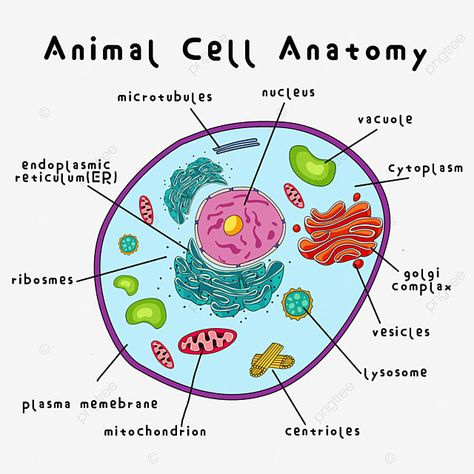 Structure Of Animal Cell, Cell Diagram Aesthetic, Animal Cell Parts And Functions, Cell Division Project, Single Cell Organism, Cell Illustration Biology, Cytoskeleton Structure, Plant And Animal Cell Drawing, Plant Cell And Animal Cell Diagram