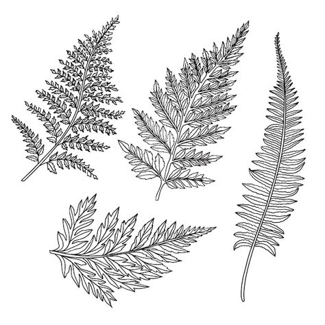 Free vector hand drawn fern outline illu... | Free Vector #Freepik #freevector #outline #line-art #minimal-illustration #hand-drawn-illustration Fern Outline, Fern Drawing, Plants Sketch, Fern Illustration, Sam Tattoo, Plant Sketches, Minimal Illustration, Mughal Art, Outline Illustration