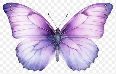 Purple Butterfly Printable, Purple Butterfly Wings, Butterfly Birthday Party Decorations, Png Butterfly, Butterfly Animal, Easter Frame, Drawings For Boyfriend, Butterfly Dragon, Butterfly Birthday Party