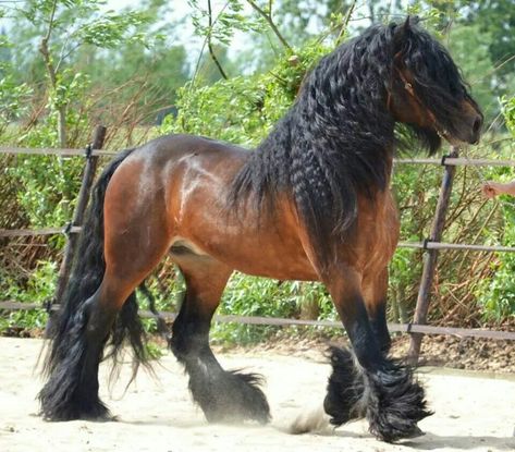 Im in love with this horse!  I want him soooo bad!! Hair Everyday, Regnul Animal, Hair Tuck, Everyday Hair, Bad Bad, Big Horses, Surgical Mask, Majestic Horse, Brown Horse