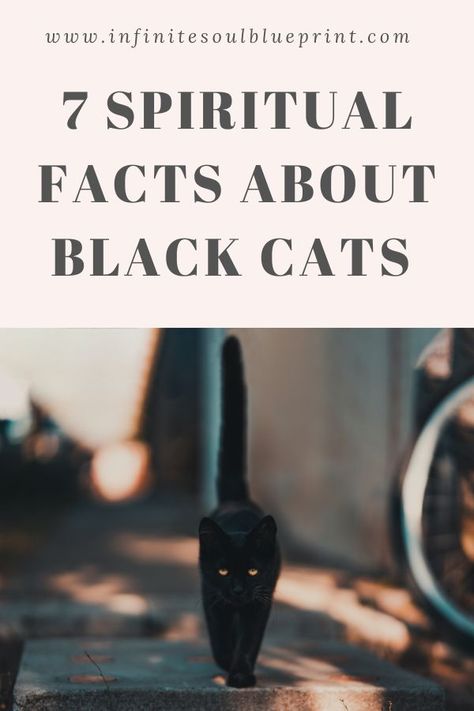 Black cats are often associated with Halloween or superstitions that claim it is bad luck to see one. However, this couldn’t be further from the truth. Black cats have an important meaning especially spiritually. You will not have bad luck if a black cat walks in front of you. Black cats can be quite spiritual and having one come into your life can be very significant. I know from personal experience of having three black cats show up at my doorstep. Cats Protect From Spirits, Black Cat Crossed My Path, Black Cat Crossing Your Path Meaning, Cats And Magic, Black Cats Are Good Luck, Spiritual Meaning Of Black Cats, Black Cat Facts Truths, Black Cat Spirit Animal, Black Cats Facts