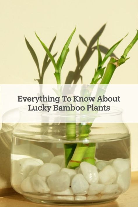 Is your life needing more luck in it? Try growing a lucky bamboo! Here's everything you need to know to keep a #luckybamboo plant thriving! Lucky Bamboo Vase Ideas, Baby Bamboo Plant, Transplanting Bamboo Plants, Lucky Bamboo Aesthetic, Lucky Bamboo Plants Decor, Lucky Bamboo In Water, Plants Good For Cats, Lucky Bamboo Decor, Bamboo Plant Indoor