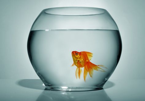 Keeping a betta fish or goldfish in a small fish bowl is equivalent to soaking in a bathtub contaminated by your own waste Office Fish Bowl, Fish Bowl Ideas Goldfish, Fish Bowl Photography, Small Goldfish Tank, Gold Fish Bowl Ideas, Small Fish Bowl Ideas, Cute Fish Bowl Ideas, Goldfish Bowl Ideas, Gold Fish In Bowl