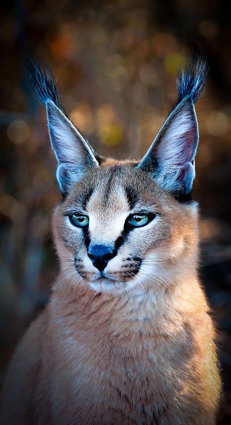 Caracal Cat, Small Wild Cats, Wild Animals Photography, Wild Photography, Exotic Cats, Rare Animals, Pretty Animals, Majestic Animals, Lukisan Cat Air