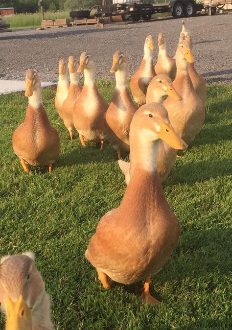 Bloxburg Farm, Pet Ducks, Cute Ducklings, Wild Duck, Duck Bird, Quack Quack, Funny Duck, Saxony, Small Farm