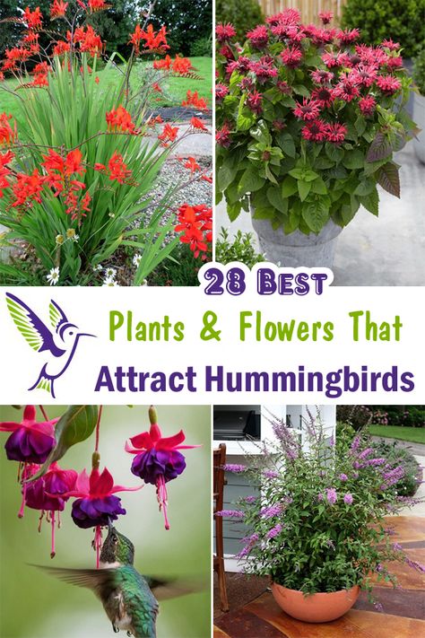 Best Hummingbird Flowers, Plants Hummingbirds Like, What Attracts Hummingbirds, Hummingbird Garden Ideas Backyards, Hummingbird Potted Plants, Hummingbird Attracting Flowers, Flowers That Hummingbirds Like, Flowers For Hummingbirds And Butterflies, Hummingbird Container Garden