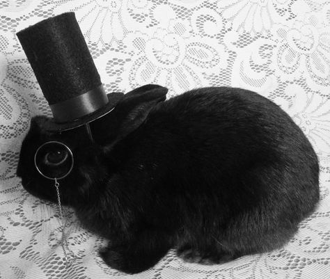 So refined. Black Bunny, Black Rabbit, House Rabbit, Training Your Puppy, Training Your Dog, Top Hat, Cuteness Overload, Cute Bunny, Bunny Rabbit