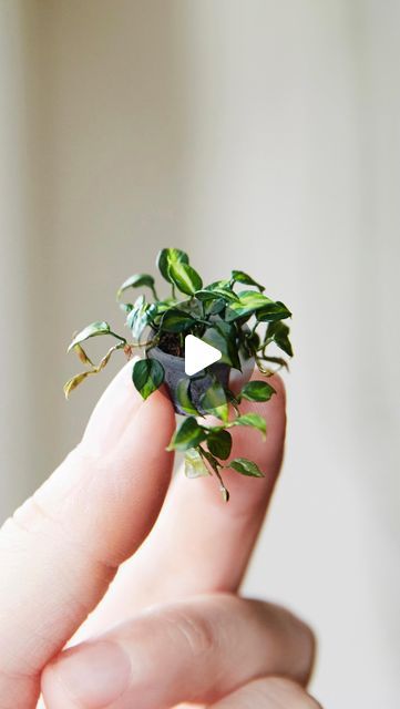 Miniature Plants Diy, Mini Plants Diy, Miniature Garden Diy, Miniature Garden Ideas, Mini Clay, Dollhouse Garden, Miniatures Diy, Miniature Flowers, Dollhouse Projects