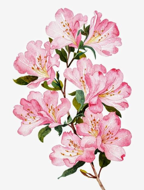 Flower Drawing White Background, Pink Calm Aesthetic, Botanical Flowers Png, Azalea Illustration, Azalea Watercolor, Azalea Painting, Watercolor Azalea, Floral Background Aesthetic, Pink Flower Illustration