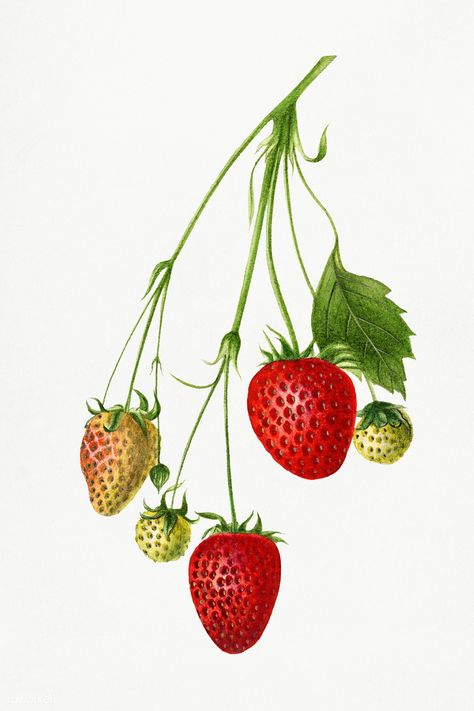 Vintage branch of strawberry illustration mockup. Digitally enhanced illustration from U.S. Department of Agriculture Pomological Watercolor Collection. Rare and Special Collections, National Agricultural Library. | premium image by rawpixel.com / Tong Japanese Sketchbook, Illustration Botanique Vintage, Grafika Vintage, 동화 삽화, Strawberry Garden, Free Illustration Images, Botanical Illustration Vintage, Illustration Botanique, Karten Design