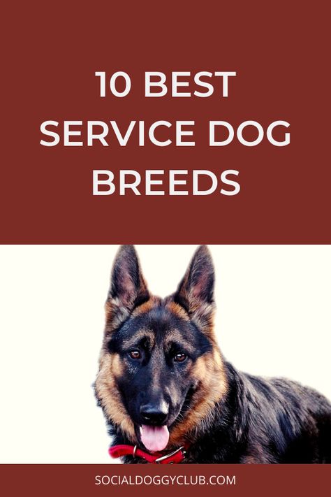 Service dogs are trained dogs used for assistance in performing tasks for disabled people. A few of the best service dog breeds are discussed here. Training Service Dogs, Best Service Dog Breeds, Service Dog Training Checklist, Service Dog Breeds, Breeding Business, Service Dogs Breeds, Psychiatric Service Dog, Pet Services, Dog Breeding