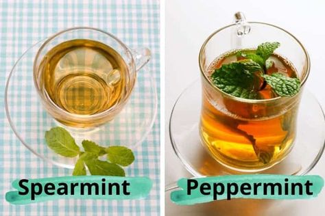 Peppermint Tea vs Spearmint Tea for Acne: Which Is Better? Spearmint Tea For Acne, Spearmint Tea Recipe, Benefits Of Peppermint Tea, Tea For Acne, Spearmint Tea Benefits, Mint Tea Benefits, Benefits Of Peppermint, Peppermint Tea Benefits, Acne Diet