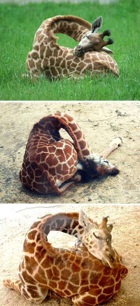 This is what a sleeping giraffe really looks like. Cutest zzz's we ever did see! The Giraffe, Cute Creatures, Sweet Animals, On The Ground, Animal Planet, Animal Photo, 귀여운 동물, Cuteness Overload, Animals Friends