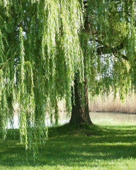 Willow Trees Garden, Weeping Trees, Willow Trees, Weeping Willow Tree, Tree Lover, Tree Sketches, Image Nature, Weeping Willow, Shade Trees