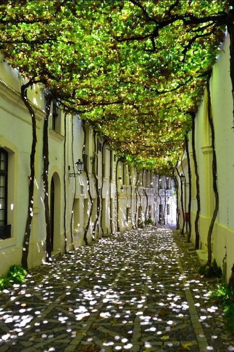 13. Jerez de la Frontera: Andalusia, Spain. Taman Air, Desain Lanskap, Have Inspiration, Landscape Designs, European Antiques, Beautiful Streets, Yard Ideas, Pretty Places, Walkway