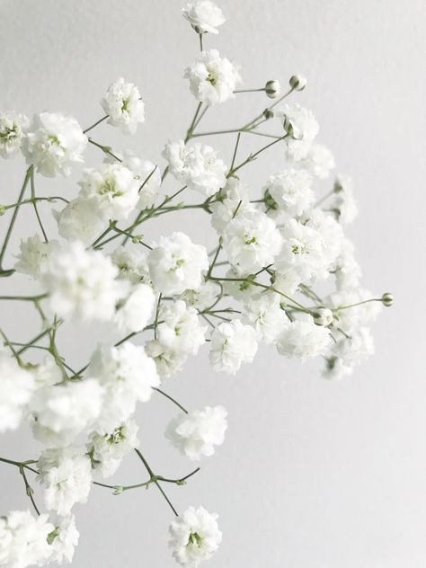 Gypsophila Aesthetic, Gypsophila Wallpaper, Babys Breath Aesthetic, White Flower Aesthetic, White Flowers Aesthetic, White Gypsophila, Gypsophila Wedding, Gypsophila Flower, Green Wedding Inspiration