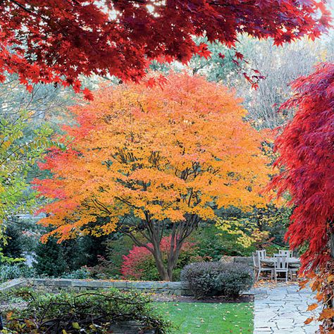 Pick the Right Maple Tree - Southern Living (for Upper to Coastal South, either Japanese maple for color in small spaces or red maple for lawn or shade tree in moist soil) Seiryu Japanese Maple, Sunset Maple Tree, Maple Tree Varieties, Sango Kaku, Sugar Maple Tree, Glowing Embers, Japanese Maples, Maple Trees, Japanese Maple Tree