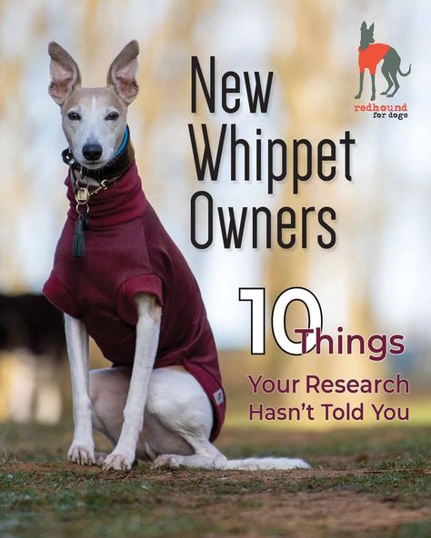 Whippet Dog Puppy, Whippet Puppy, Whippet Puppies, Dog With A Blog, Sight Hounds, Whippet Dog, Dog Info, Toilet Training, Dog Blog